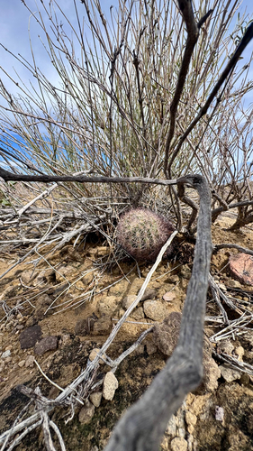 Warnock's Cactus