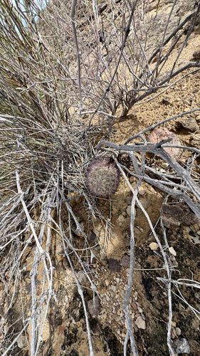 Warnock's Cactus
