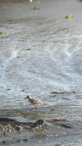 Curlew Sandpiper