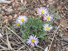 Erigeron vetensis