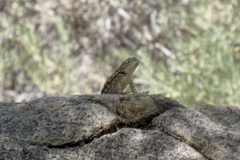 Sceloporus bimaculosus