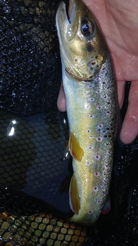 Brown Trout