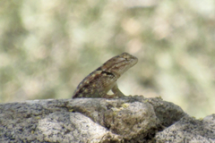 Sceloporus bimaculosus