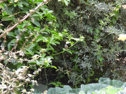 iNaturalist image