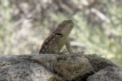 Sceloporus bimaculosus