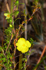 Hibbertia circumdans