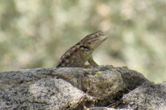 Sceloporus bimaculosus