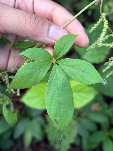 Dioscorea pentaphylla observed 2026-09-18