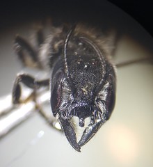 Protosmia rubifloris