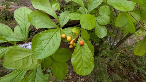 Pourthiaea villosa observed 2026-09-29