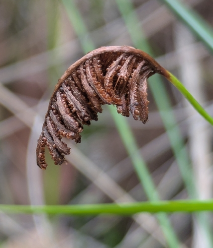 Microschizaea fistulosa observed 2026-09-29