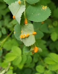 Phragmidium mucronatum