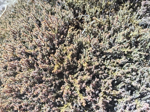 Lepidothamnus laxifolius, 2026-09-29
