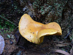 Cortinarius canarius