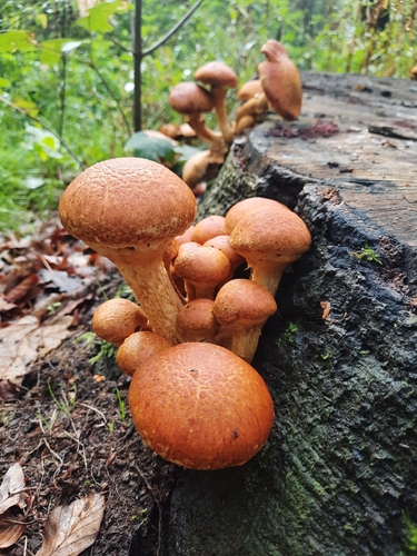 Spectacular Rustgill