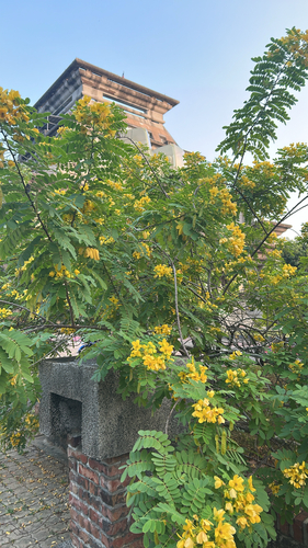 Senna surattensis observed 2026-10-01