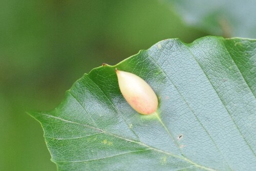 Beech Gall Midge