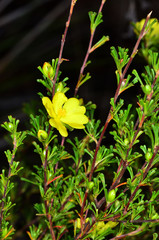 Hibbertia circumdans