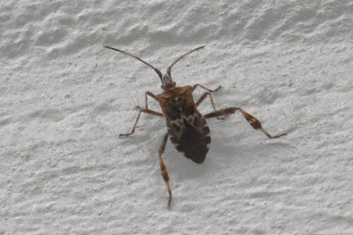 Western Conifer Seed Bug