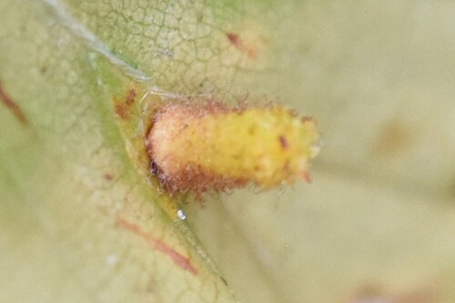 Hairy Beech Gall