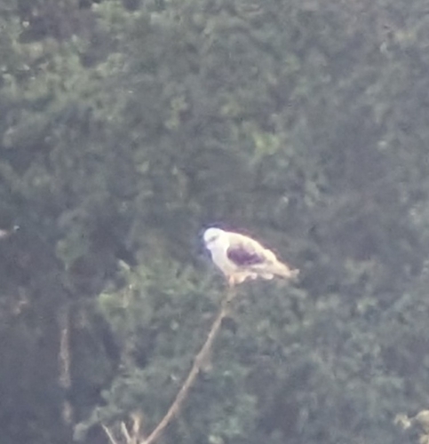 Black-winged Kite