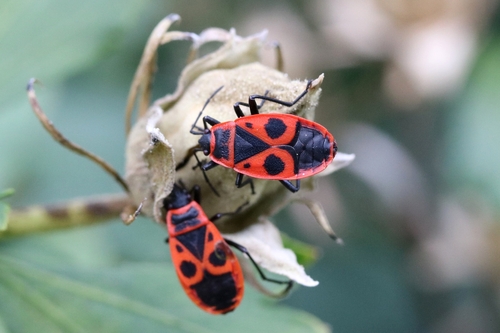 European Firebug