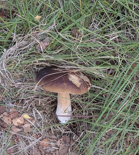 King Bolete