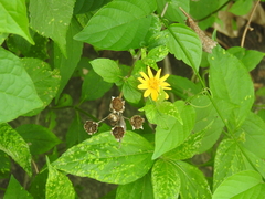 Asteraceae