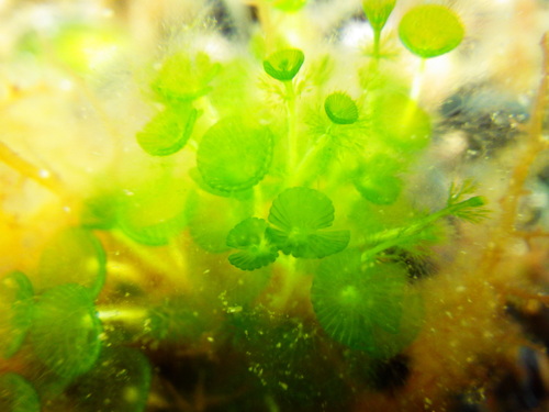 Acetabularia observed 2026-09-29