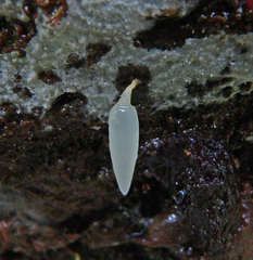 Mucronella pendula