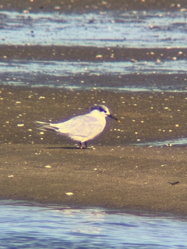 Sandwich Tern