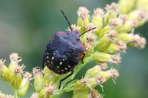 Southern Green Stink Bug
