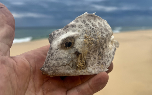 Tetrosomus reipublicae observed 2026-10-01