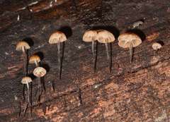 Marasmius alveolaris