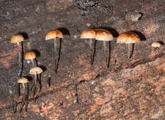 Marasmius alveolaris