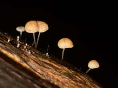 Marasmius alveolaris