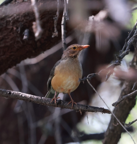 iNaturalist image