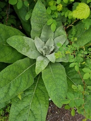 Phragmidium mucronatum