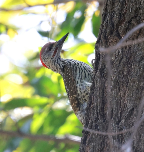 iNaturalist image