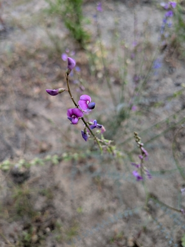 Swainsona microphylla, 2026-10-01