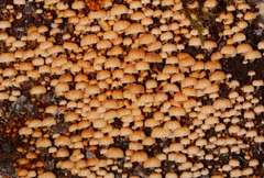 Xeromphalina leonina