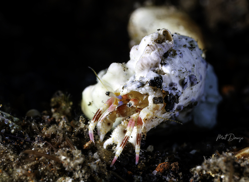 Calcinus lineapropodus observed 2026-08-11