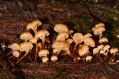 Xeromphalina leonina