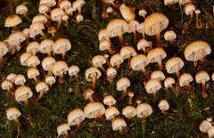 Xeromphalina leonina