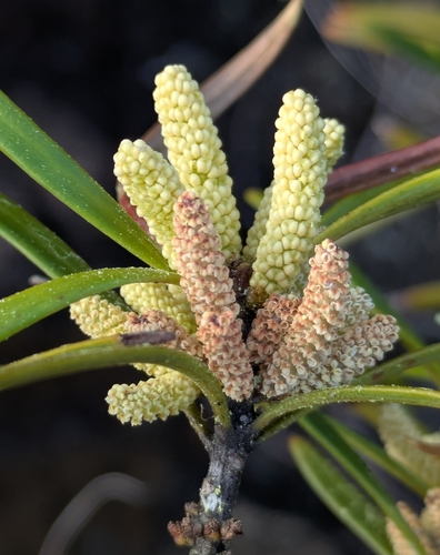 Podocarpus novae-caledoniae observed 2026-09-29