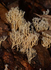 Phaeoclavulina ochracea