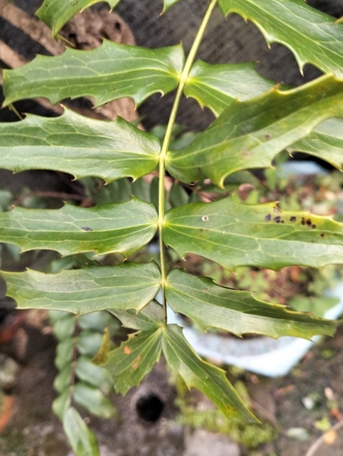 Mahonia oiwakensis, 2026-10-01