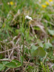 Arabis ciliata