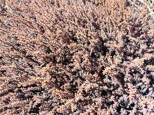 Lepidothamnus laxifolius, 2026-09-29