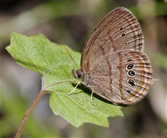 Neonympha mitchellii